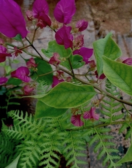 Image of flowers and ferns