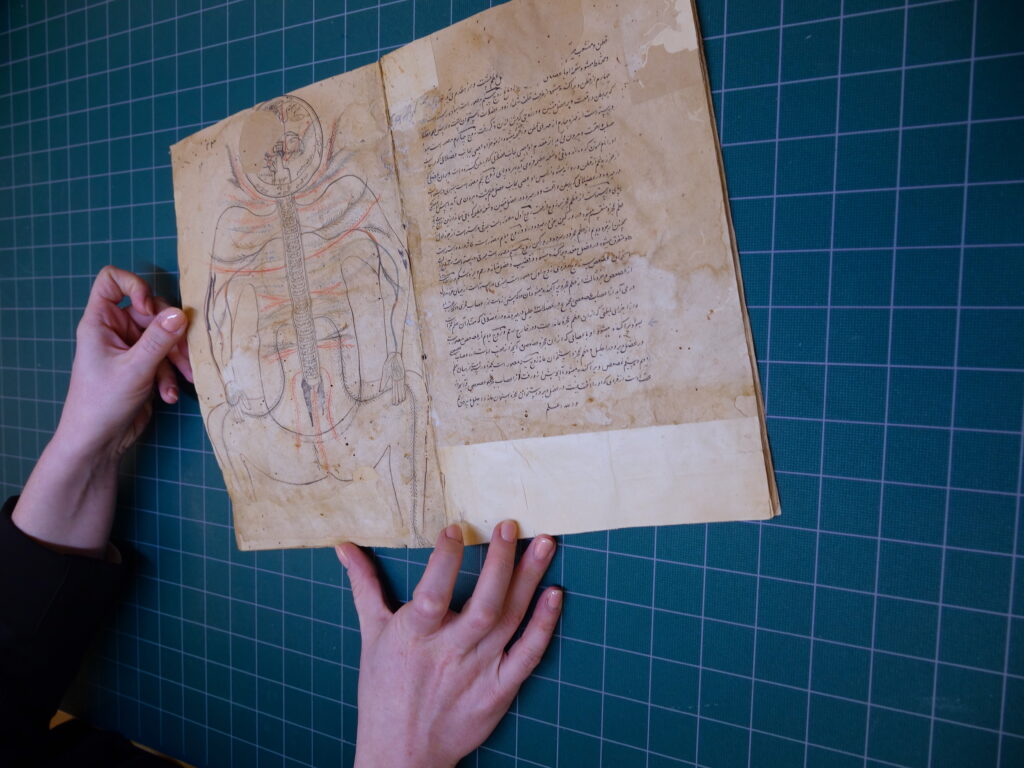 An image of hands leafing through a Persian manuscript of medical illustrations