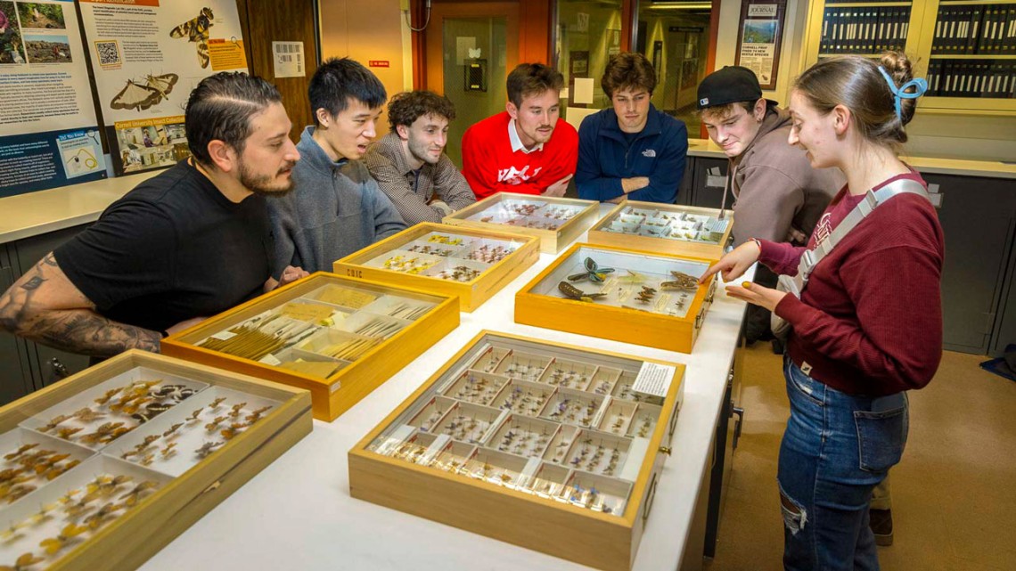 Students looked at specimens collected by Nabokov at the Cornell Insect Collection (picture by Patrick Shanahan). They also researched the writer's archive at Cornell University Library's Rare and Manuscript Collections.